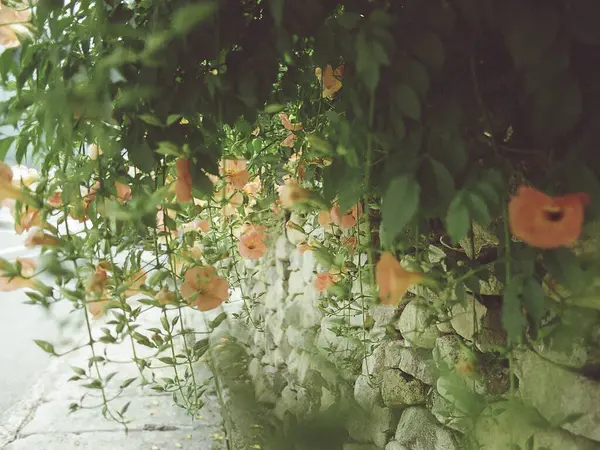 yeşil yapraklar, bitkiler ve yapraklar