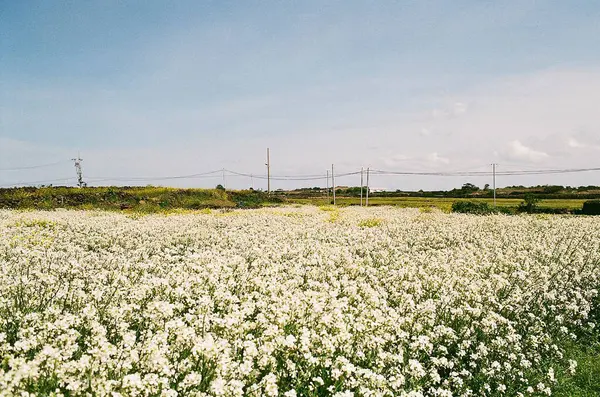 Bahçedeki güzel çiçekler