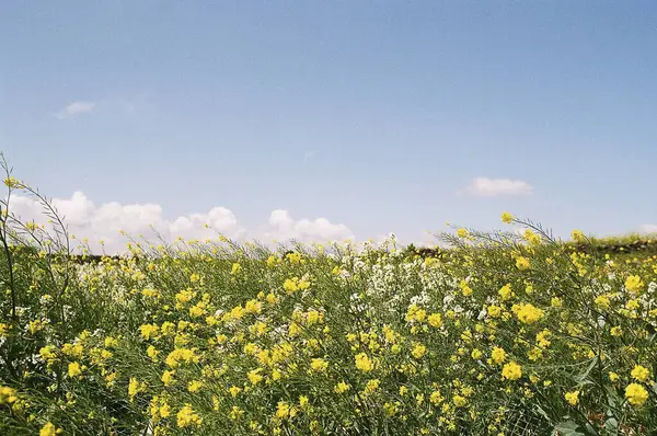 Güzel sarı çiçekler tarlada