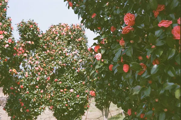 Güzel botanik fotoğrafı, doğal duvar kağıdı.