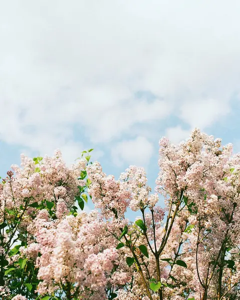 Bahçedeki güzel pembe çiçekler