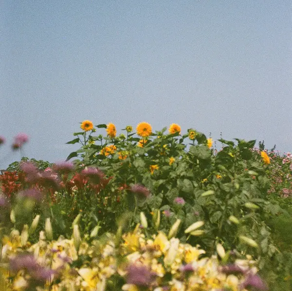 Bahçedeki güzel çiçekler