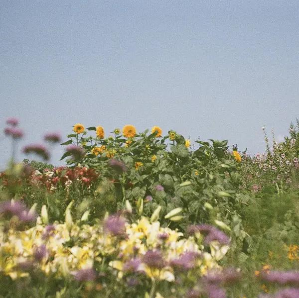 Bahçedeki güzel çiçekler