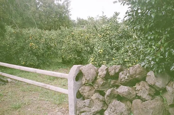 Parkta yeşil yapraklar