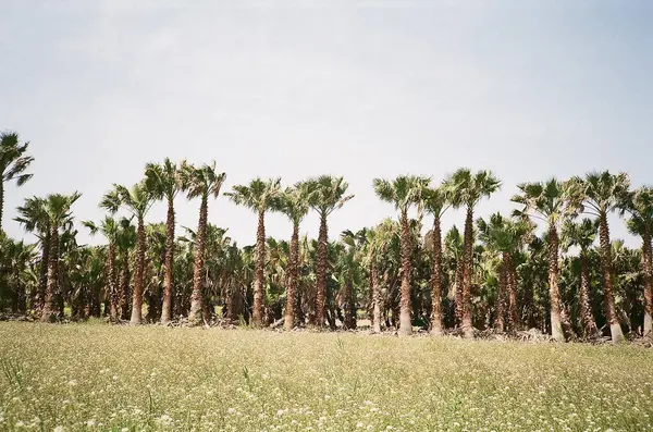 Parktaki palmiye ağaçları