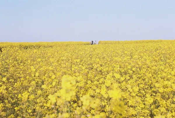 Sarı çiçekli güzel bir manzara.
