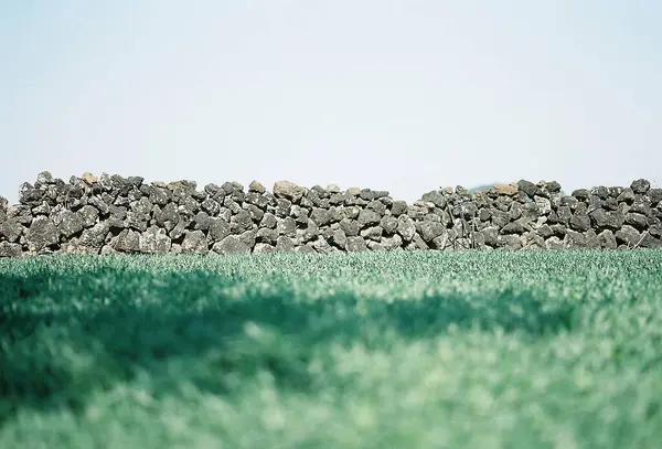 Parkta bir çim tarlası