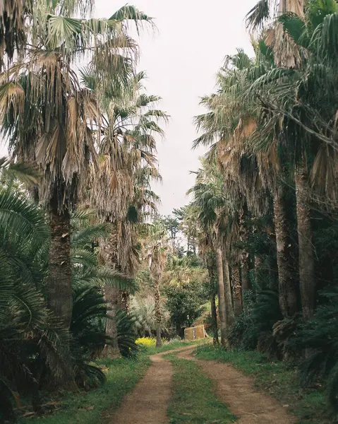 Ormanda palmiye ağaçları