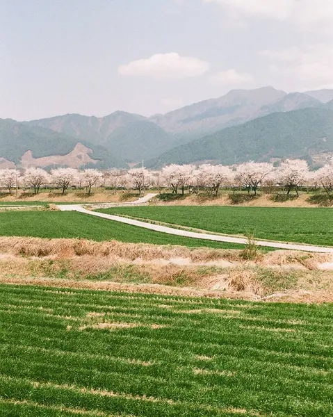 Çiçeklerle dolu bir tarlası ve bir dağı olan güzel bir manzara.