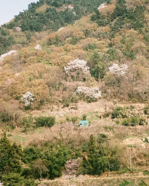 Ağacı ve dağı olan güzel bir manzara.