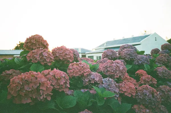 Güzel botanik fotoğrafı, doğal duvar kağıdı.