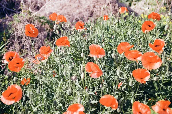 Güneşteki bir tarlada kırmızı gelincikler, ön planda bir güneş manzarası, bir çiçek tarlası. yüksek kaliteli fotoğraf