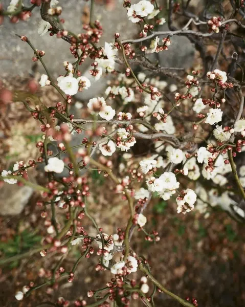 Ağaçtaki bahar çiçekleri