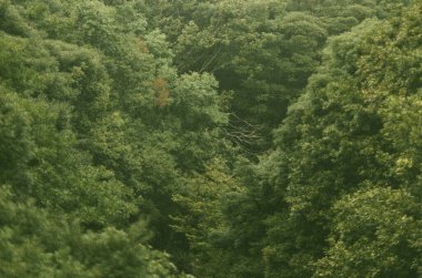 Ormanda yeşil yapraklar