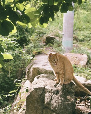 Kedi sokakta oturuyor.