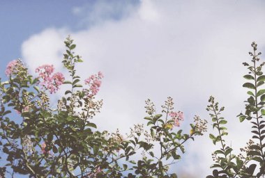 Güzel botanik fotoğrafı, doğal duvar kağıdı.
