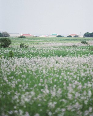 Bahçedeki güzel çiçekler