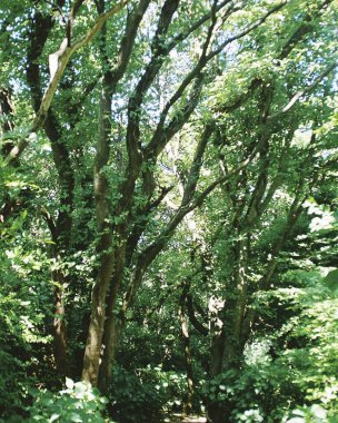 Ormanda yeşil yapraklar