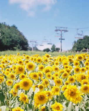 Sarı çiçekler tarlada