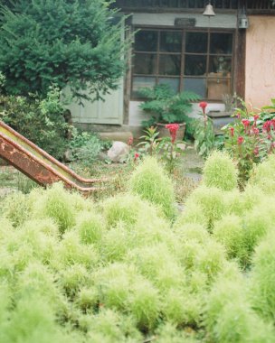 Bahçedeki yeşil çimenler