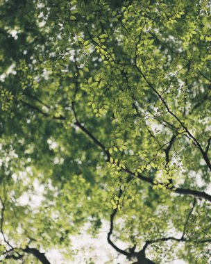 Ormanda yeşil yapraklar