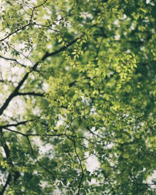 Yeşil ağaçlar, doğa bitki örtüsü