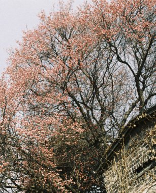 Bahçede kiraz çiçekleri