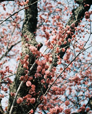 İlkbaharda kiraz çiçeği, sakura