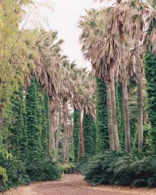 Ormanda yeşil ağaçlar