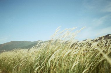 Buğday tarlası ve mavi gökyüzü olan güzel bir manzara.