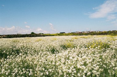 Tarlada beyaz papatyalar