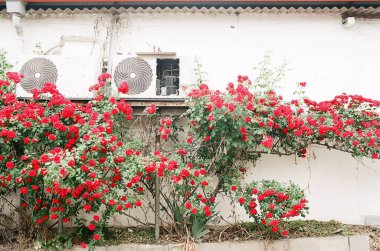 Bahçede güzel kırmızı güller