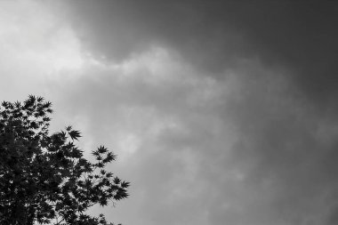 Doğa, çevre ve bitki dalları