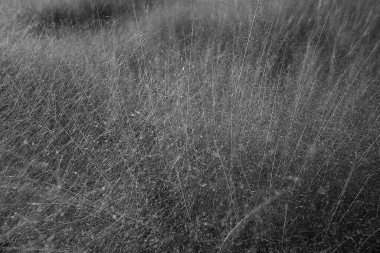 siyah ve beyaz arkaplan, siyah ve beyaz doku.