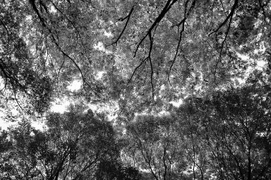 Ağaç gövdesi, siyah beyaz