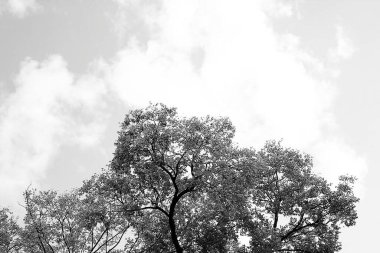 Parktaki güzel ağaç