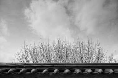 Ormandaki bir ağacın siyah beyaz fotoğrafı.