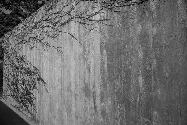 Ormandaki ağaç dalları, Flora