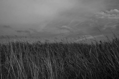 Ağacı ve buğday tarlası olan güzel bir manzara.