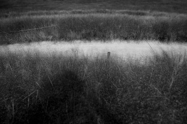 tarlada siyah ve beyaz otlar