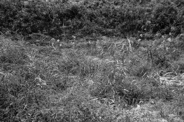 Ormanın siyah beyaz fotoğrafı.