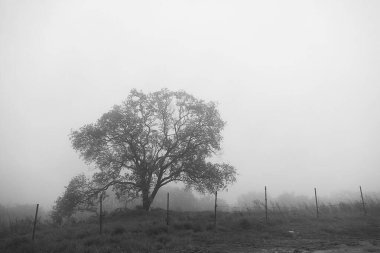 Sisin arka planında ağaç dalları