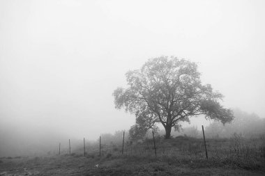 Ormandaki ağaç dalları