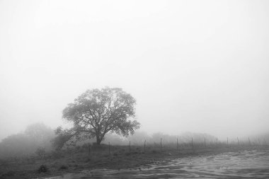Ormanın güzel manzarası