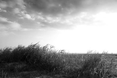 Kuzey denizindeki Alman Baltrum Adası.