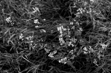 siyah ve beyaz çiçekler