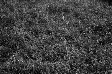 yeşil çimen dokusu, siyah ve beyaz