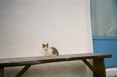 Sokaktaki sevimli kedi.