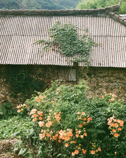Güzel botanik fotoğrafı, doğal duvar kağıdı.