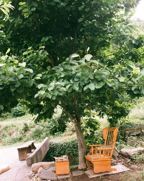 Bahçede yeşil yapraklar